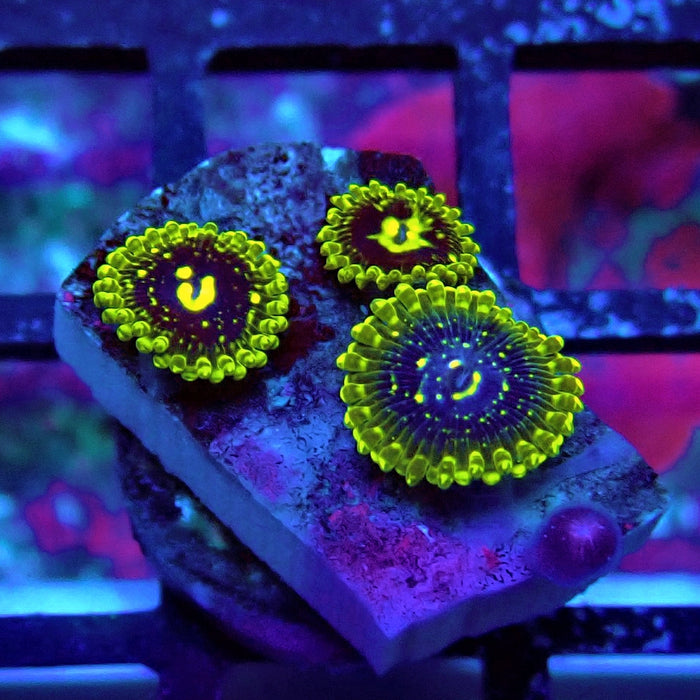 Exosphere Zoas