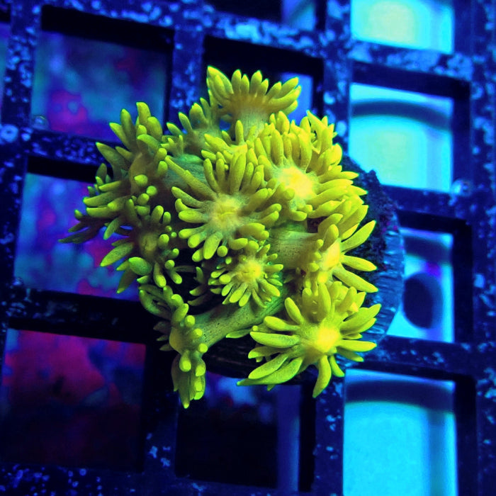 Ultra Goniopora Frag