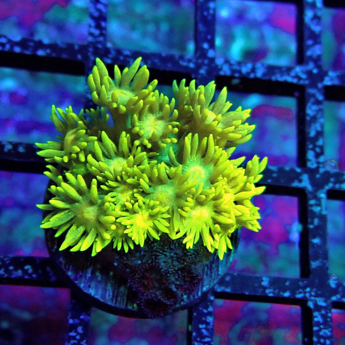 Ultra Goniopora Frag