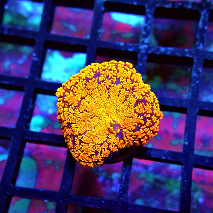 Super-Contrast Carpet Mushroom