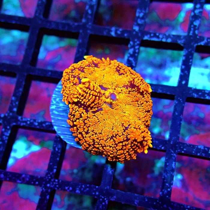 Super-Contrast Carpet Mushroom