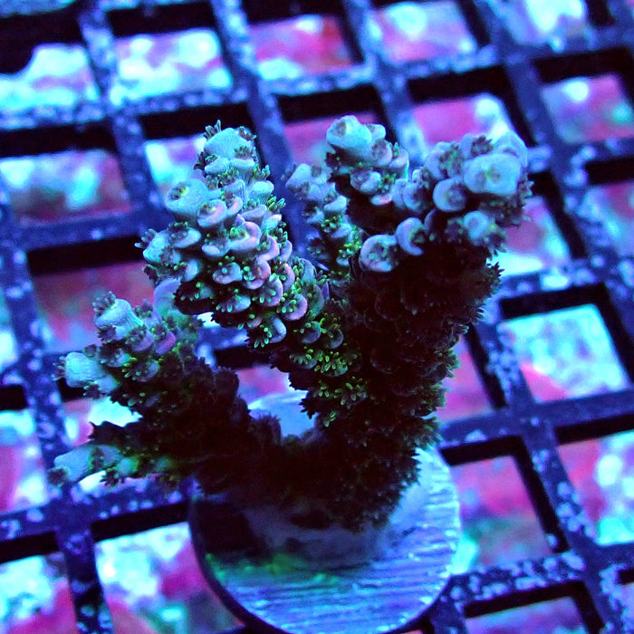 Blue Pink Scale Tenuis Acro