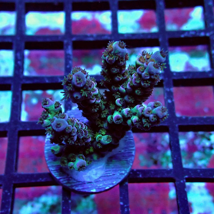 Blue Pink Scale Tenuis Acro