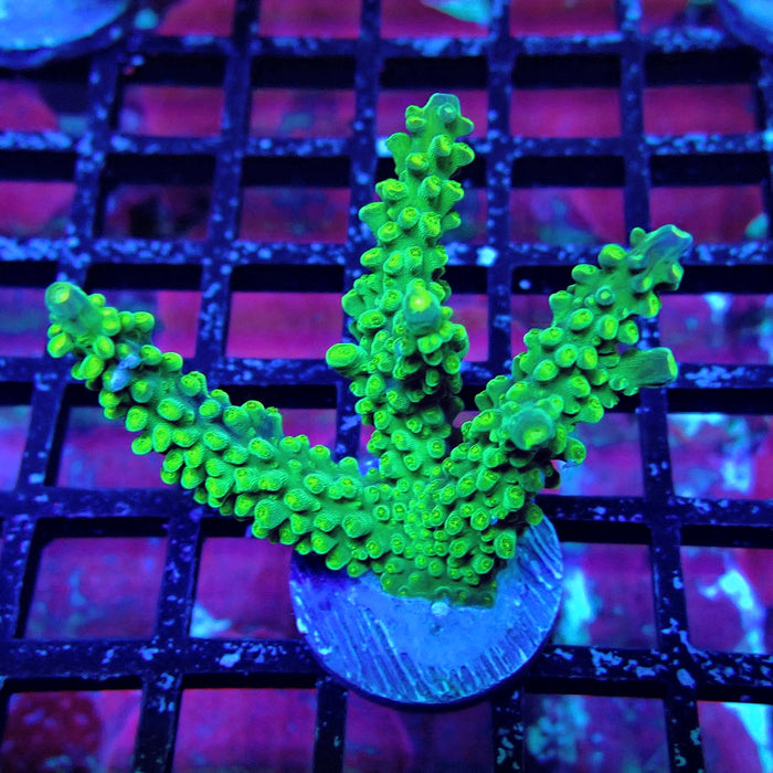 Aquaculture Colony Acro
