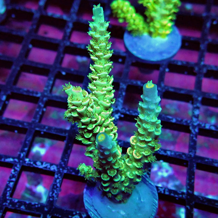 Green Orange Polyps Tenuis Acro