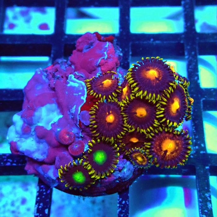 Ultra Zoas Frag