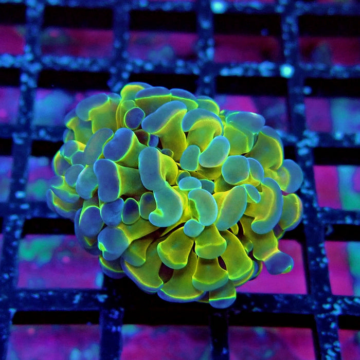 Contrast Hologram Hammer
