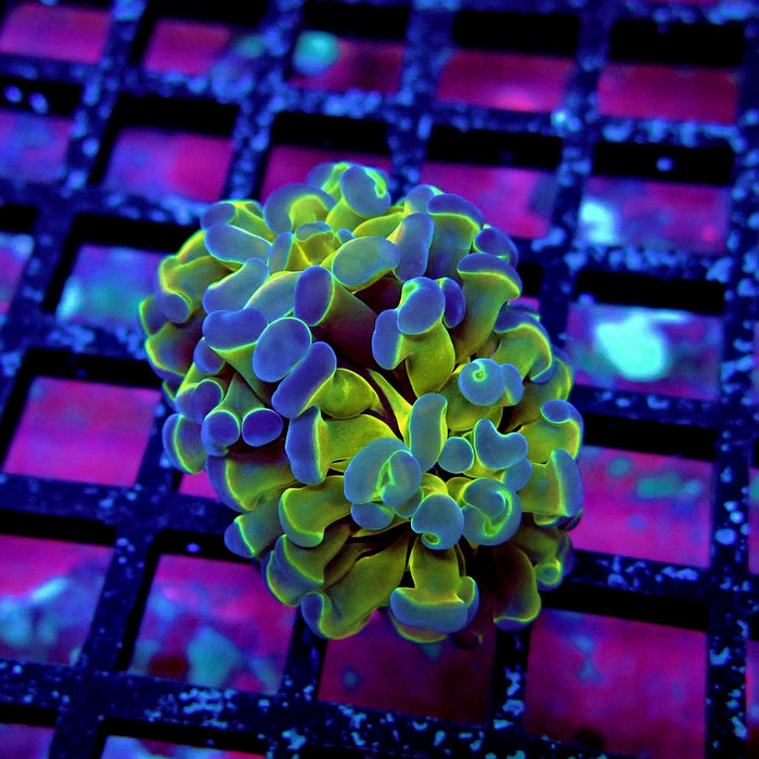Contrast Hologram Hammer
