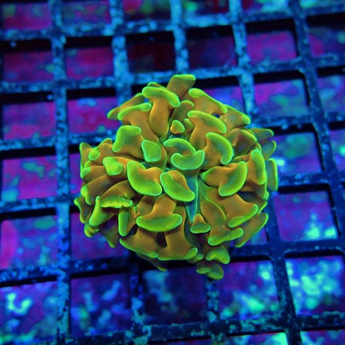 Gold Ultra Green Hammer