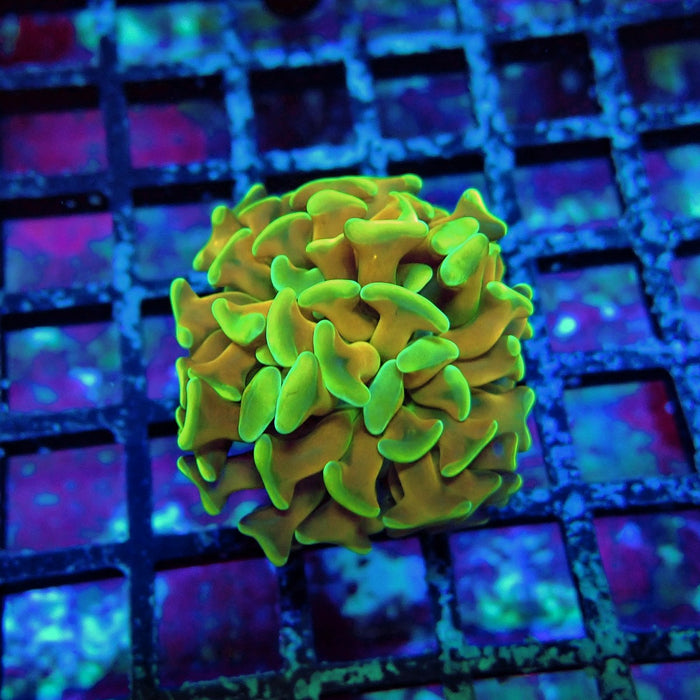 Gold Ultra Green Hammer