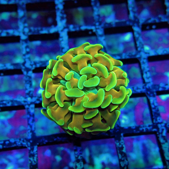 Gold Ultra Green Hammer