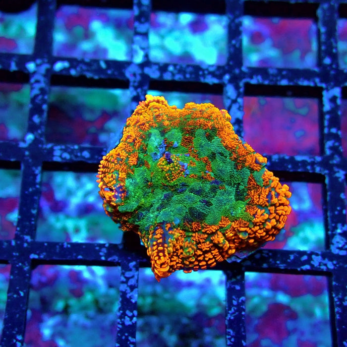 Tricolor Ultra Rhodactis