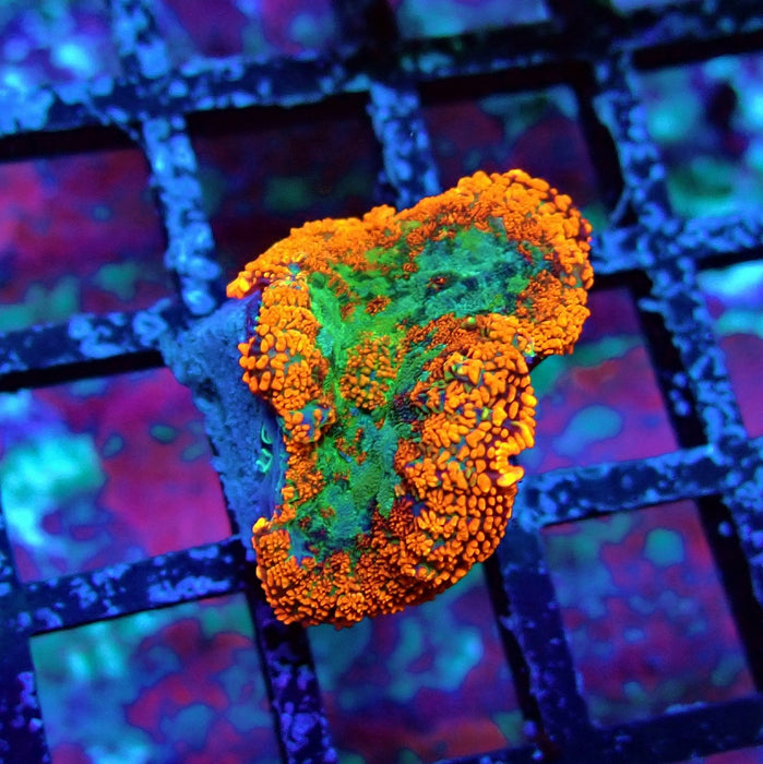 Tricolor Ultra Rhodactis