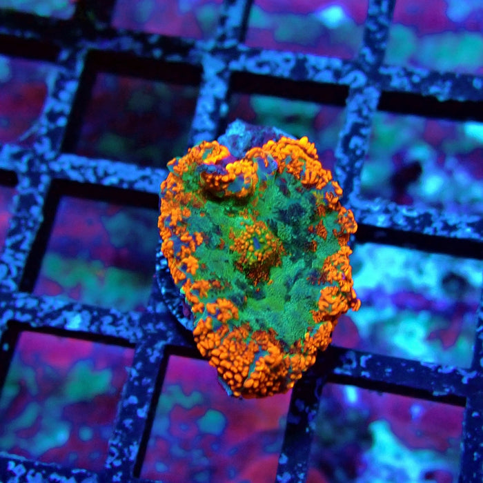Tricolor Ultra Rhodactis
