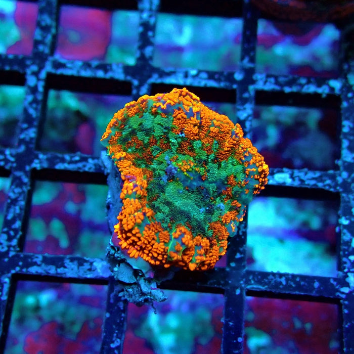 Tricolor Ultra Rhodactis