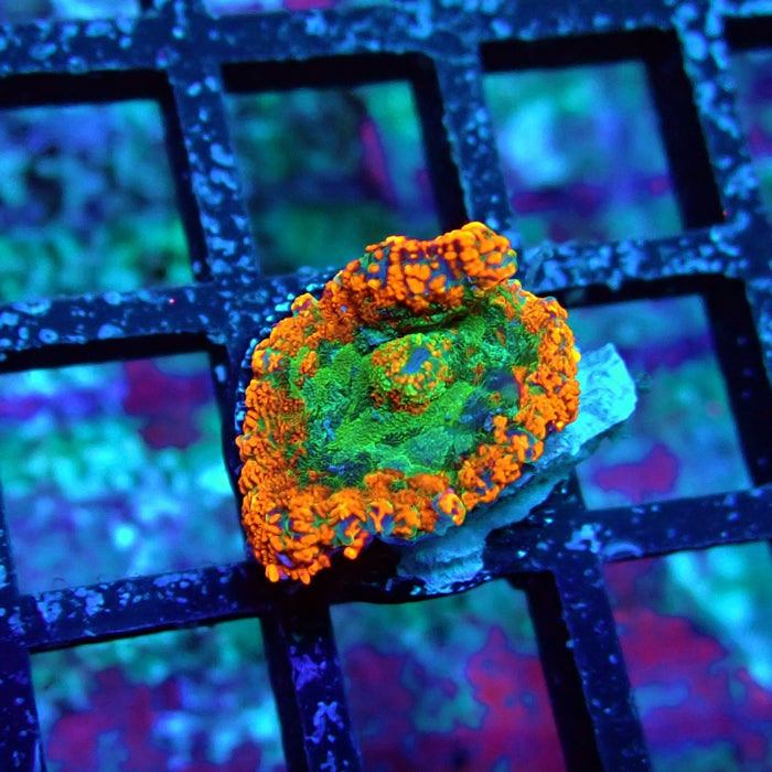 Tricolor Ultra Rhodactis