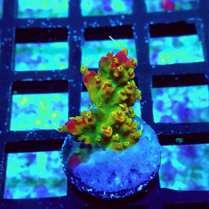 REx Rainbow Worms Acro