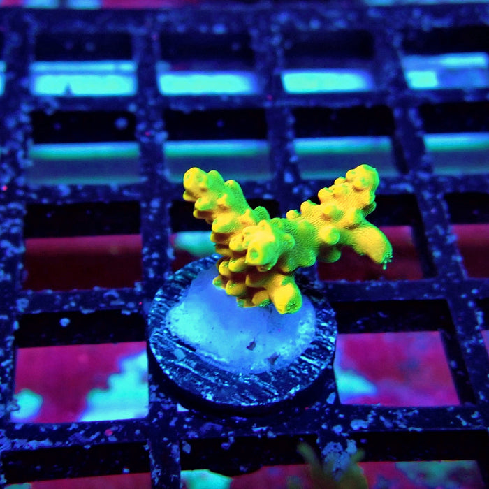 REx Yellow Frodo Acro