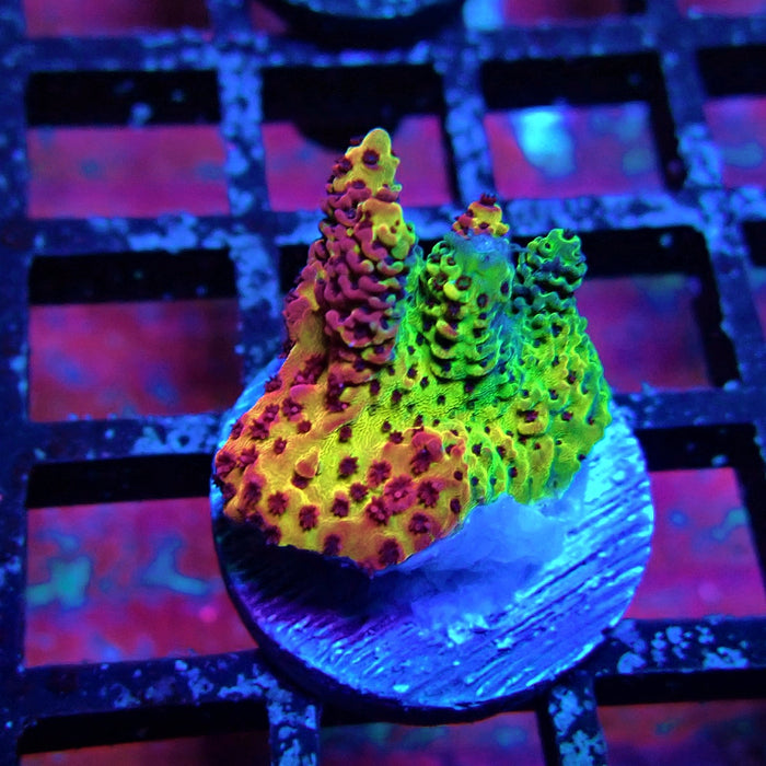 Mille Rainbow Acro