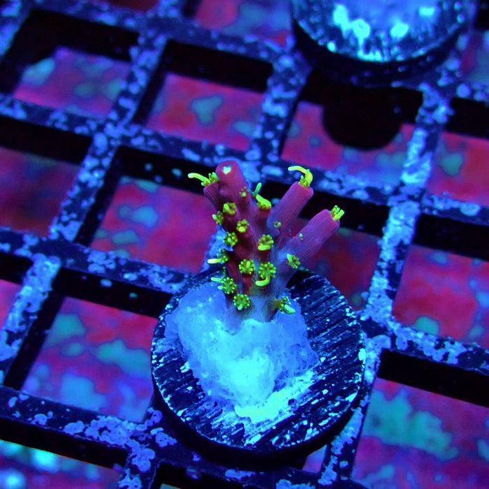 REx Rainbow Worms Acro