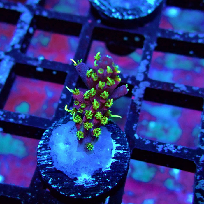 REx Rainbow Worms Acro