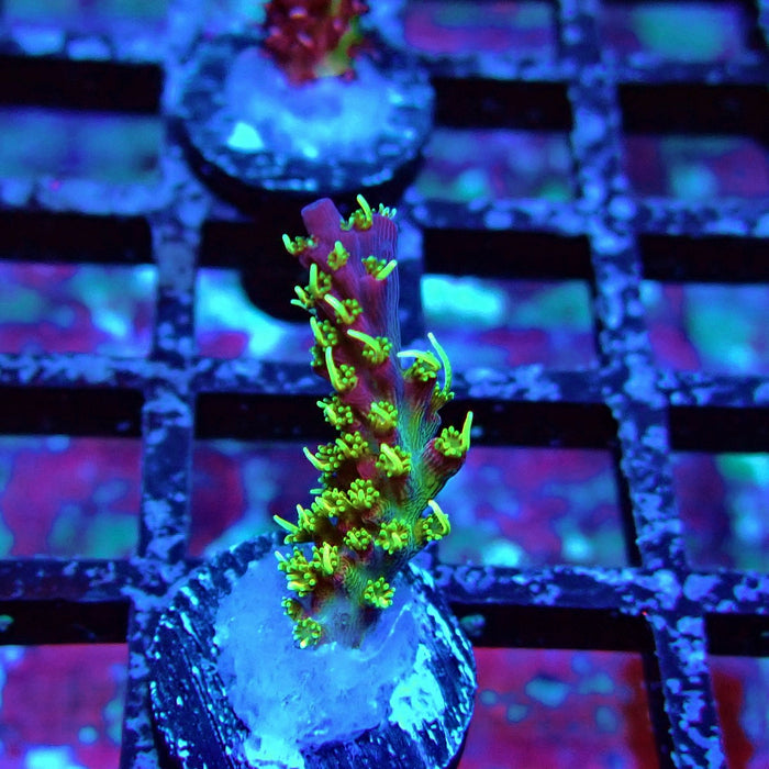 REx Rainbow Worms Acro