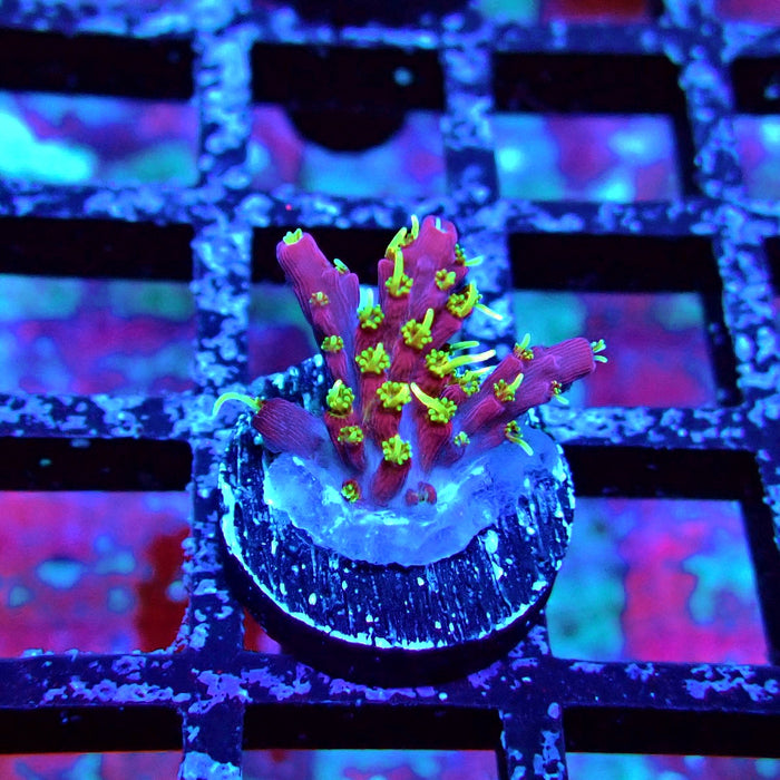 REx Rainbow Worms Acro