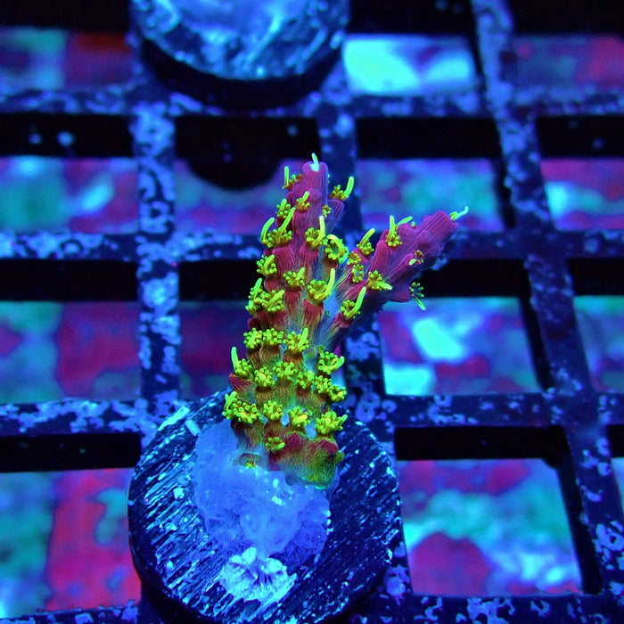 REx Rainbow Worms Acro