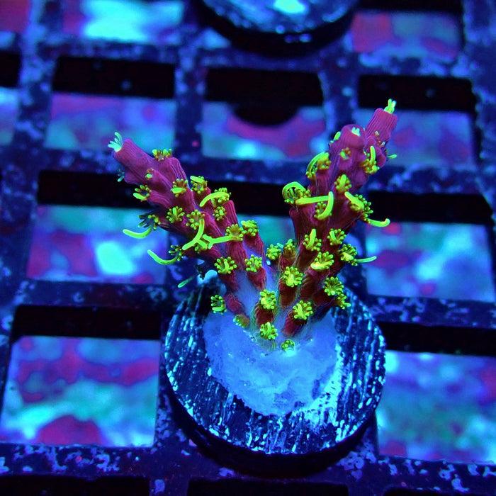 REx Rainbow Worms Acro