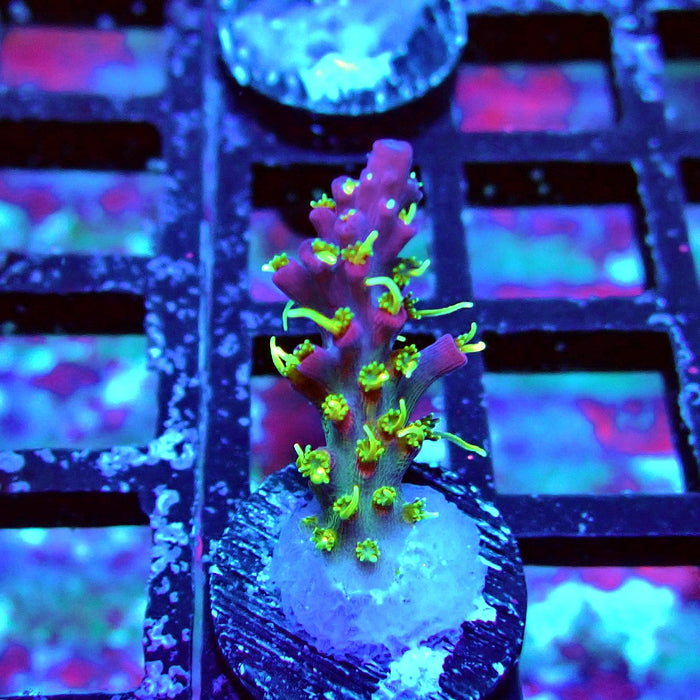 REx Rainbow Worms Acro