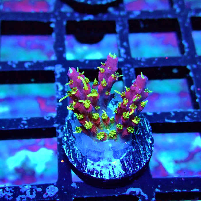 REx Rainbow Worms Acro