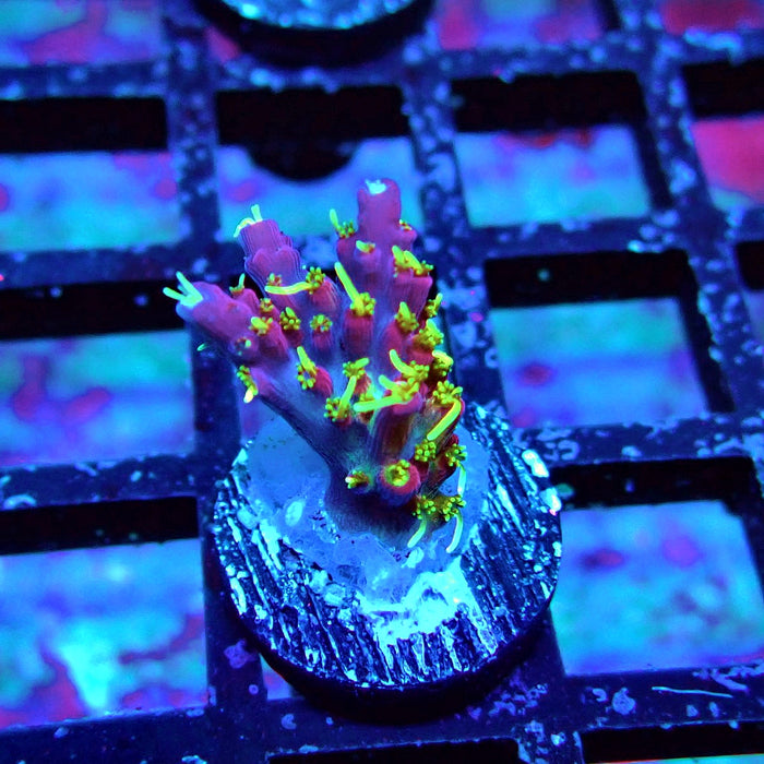 REx Rainbow Worms Acro