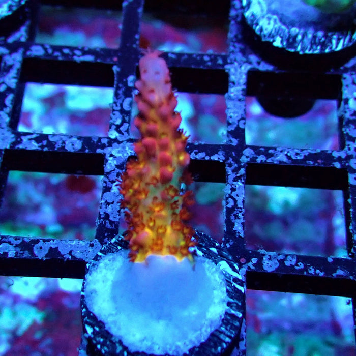 REx Venom Rainbow Acro