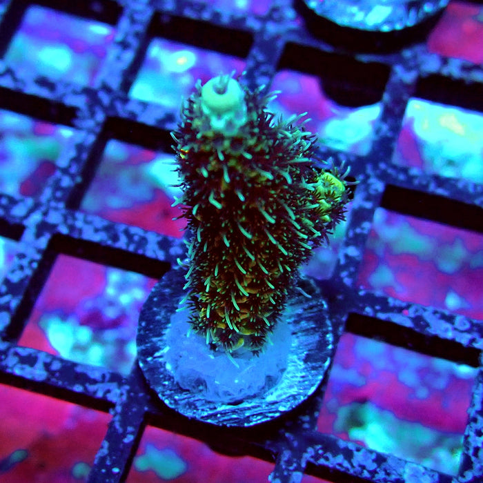 Contrast Mille Acro