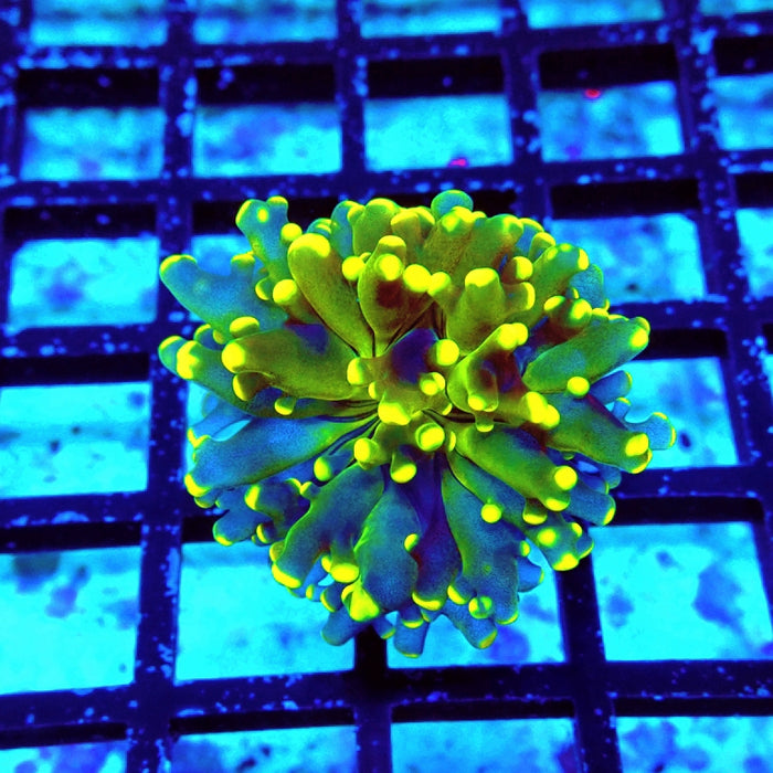 Ultra Gold Green Frogspawn