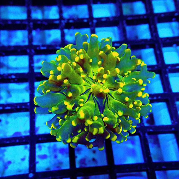 Ultra Gold Green Frogspawn