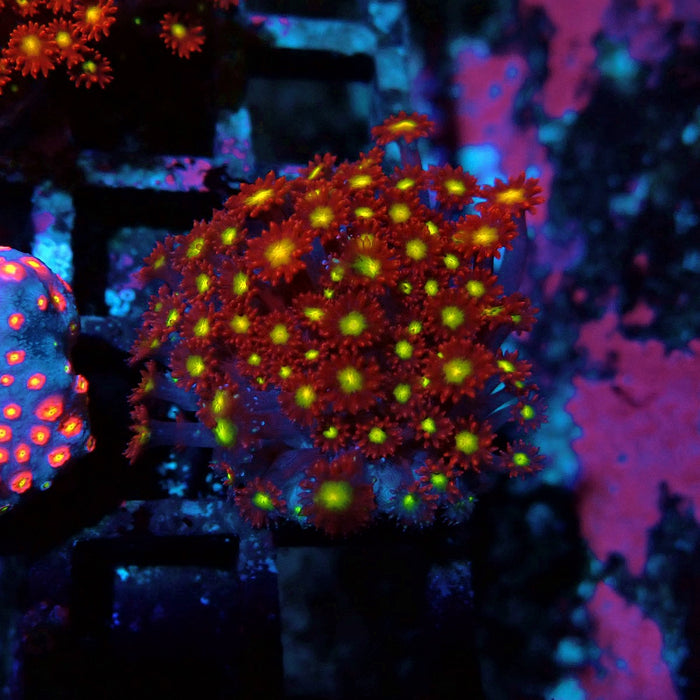 Goniopora Super Red Yellow Center