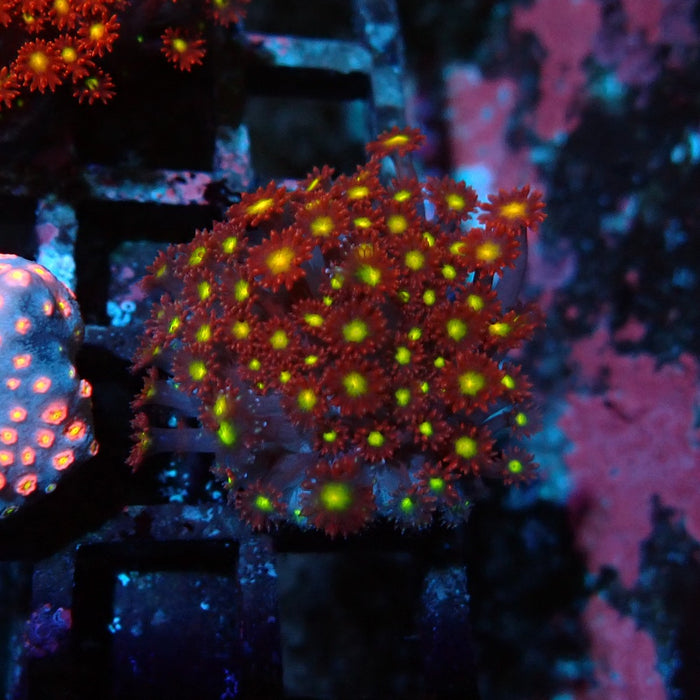 Goniopora Super Red Yellow Center