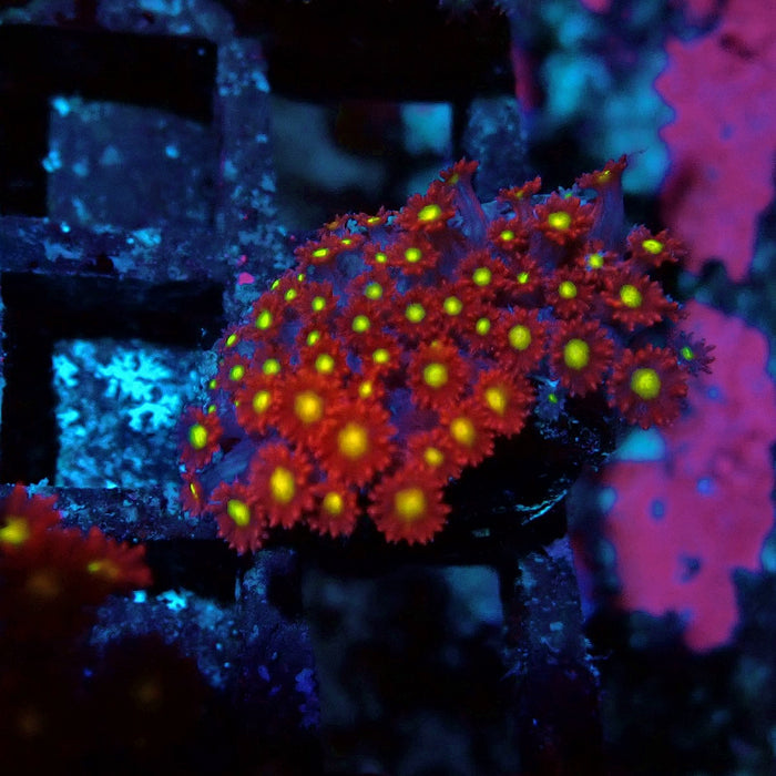 Goniopora Super Red Yellow Center