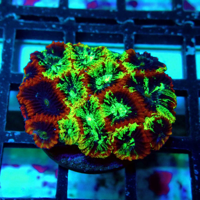 Ultra Favites Frag