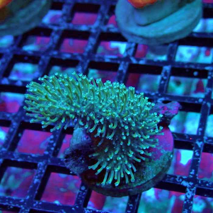 Bright Leather Coral Frag