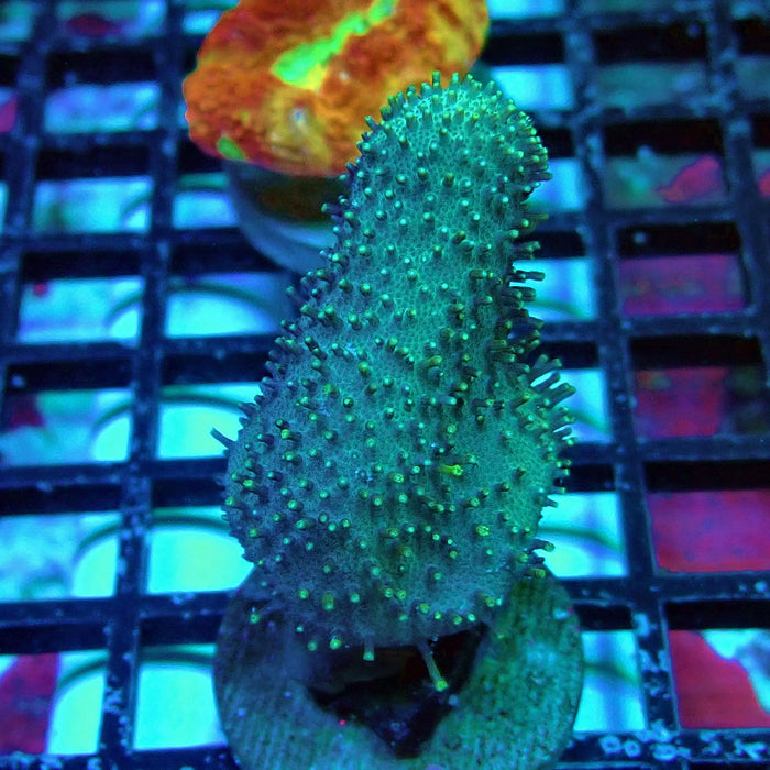 Bright Leather Coral Frag
