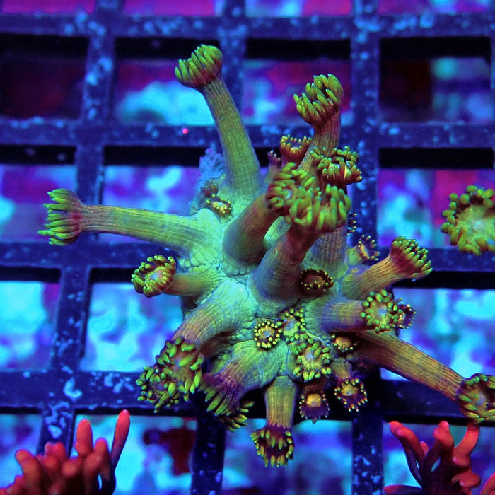 Goniopora Frag (Long Polyps)
