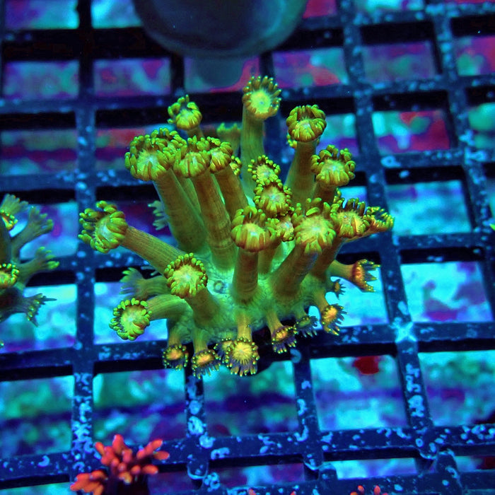 Goniopora Frag (Long Polyps)