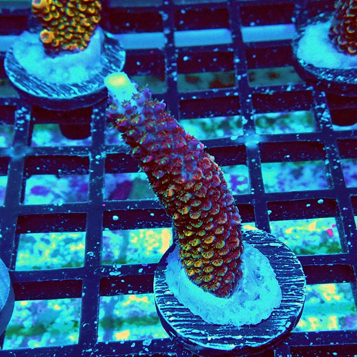 Wild Golden Stallion Stag Acro