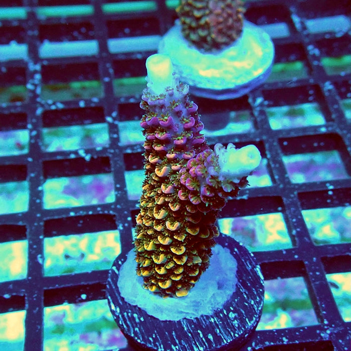 Wild Golden Stallion Stag Acro