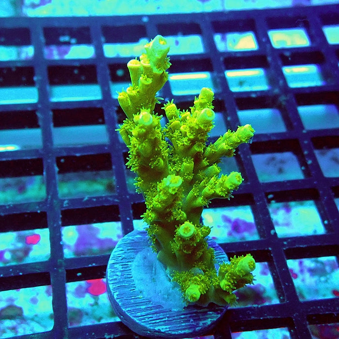 Tenuis Ultra Green Acro