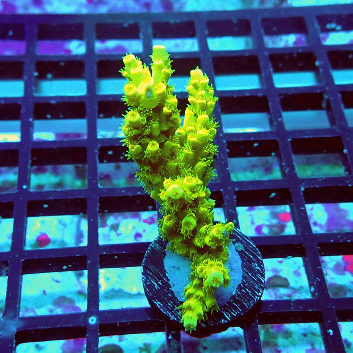 Tenuis Ultra Green Acro