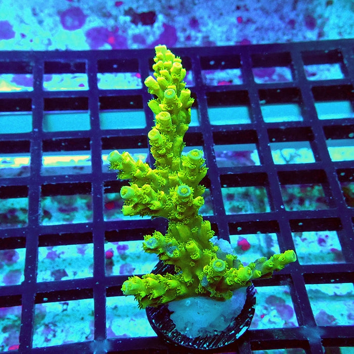 Tenuis Ultra Green Acro