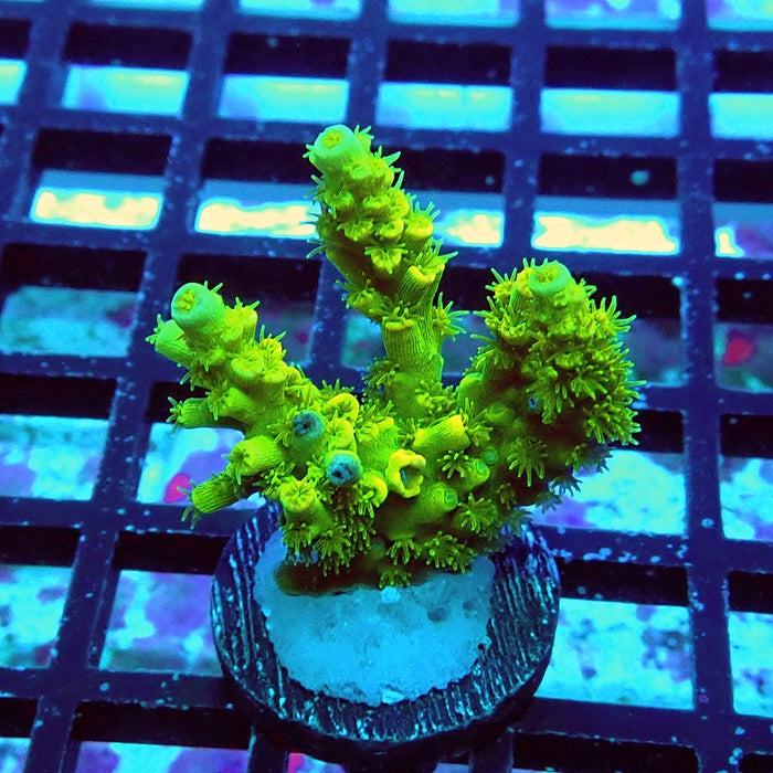 Tenuis Ultra Green Acro